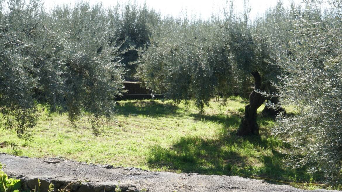 Finding The Best Olive Oils in The World