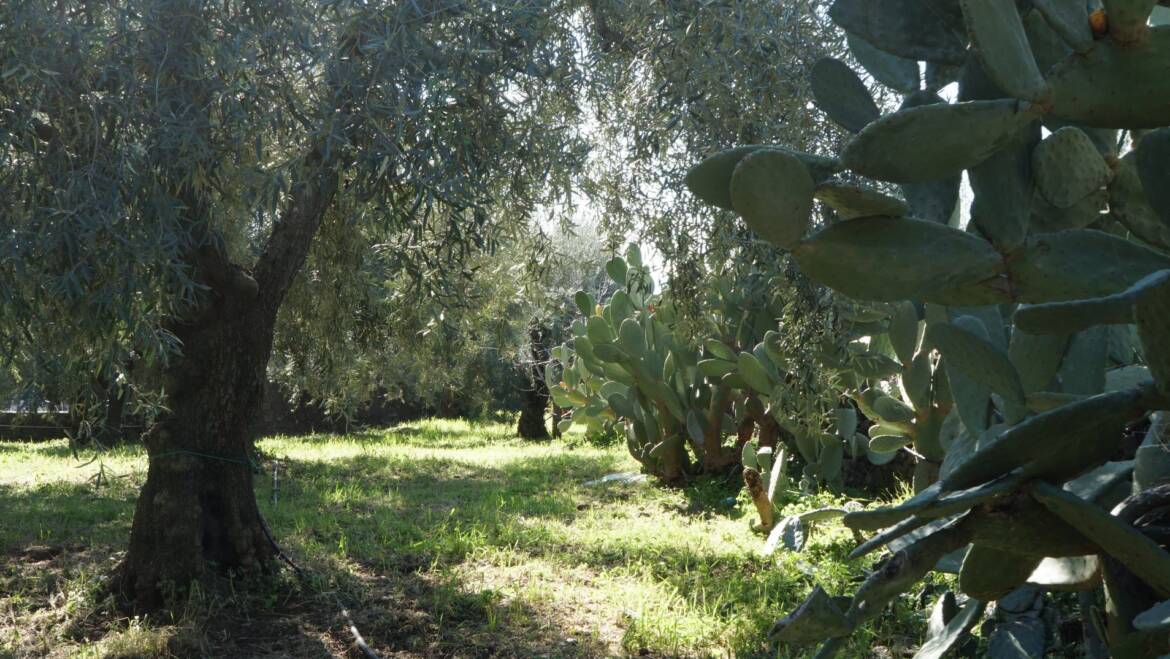 Why Olive Oil Is Good For You