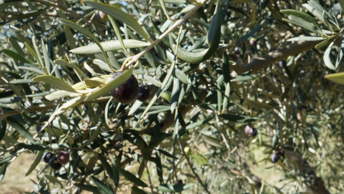 Producers of the Best Greek Olive Oils